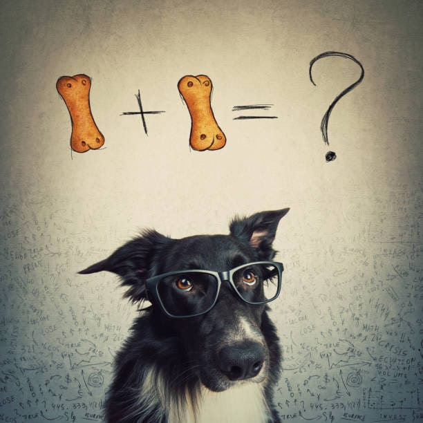 Unforgettable Games to Spark Your Dog's Joy