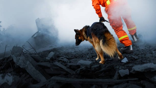 Where Courage Met a Cold Nose