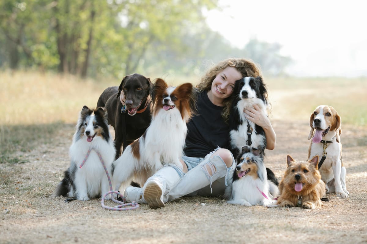 The rule 3-3-3 for dogs