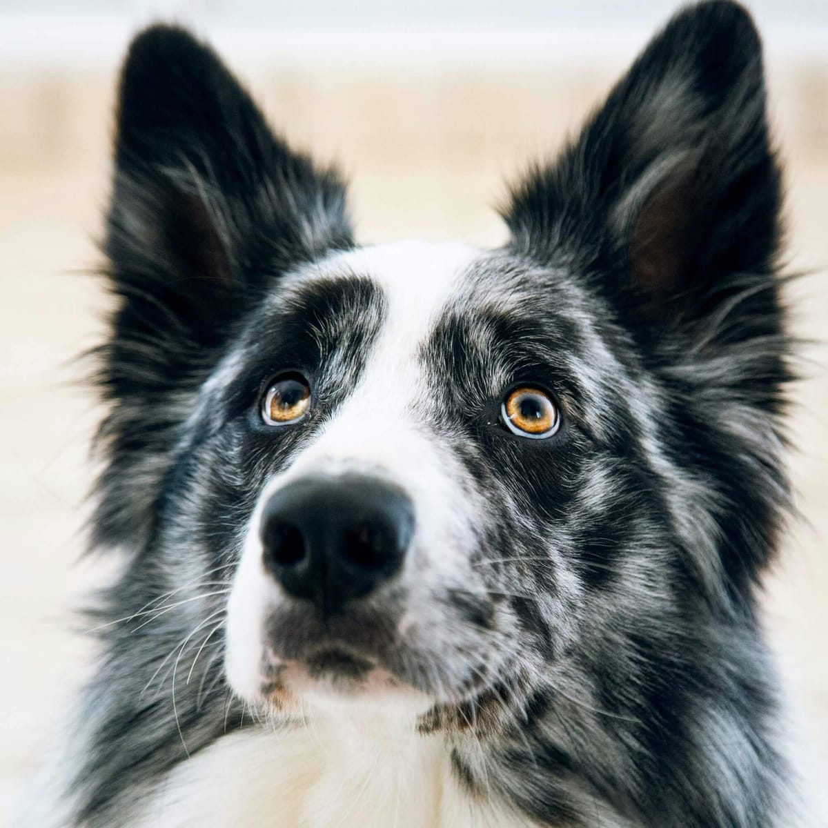 Can dogs understand us better than our partners?
