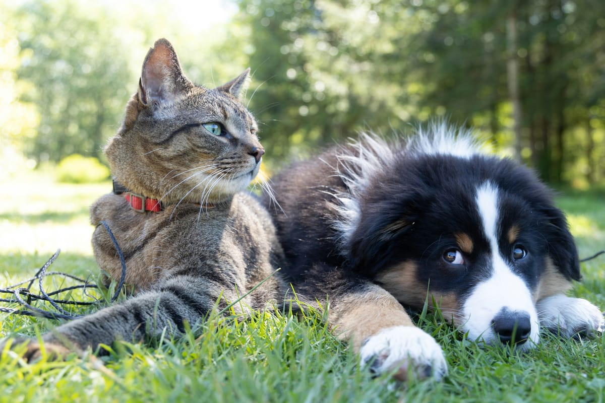 Dogs vs Cats, Why My Cockapoo and I Don’t Buy the “Enemy” Story