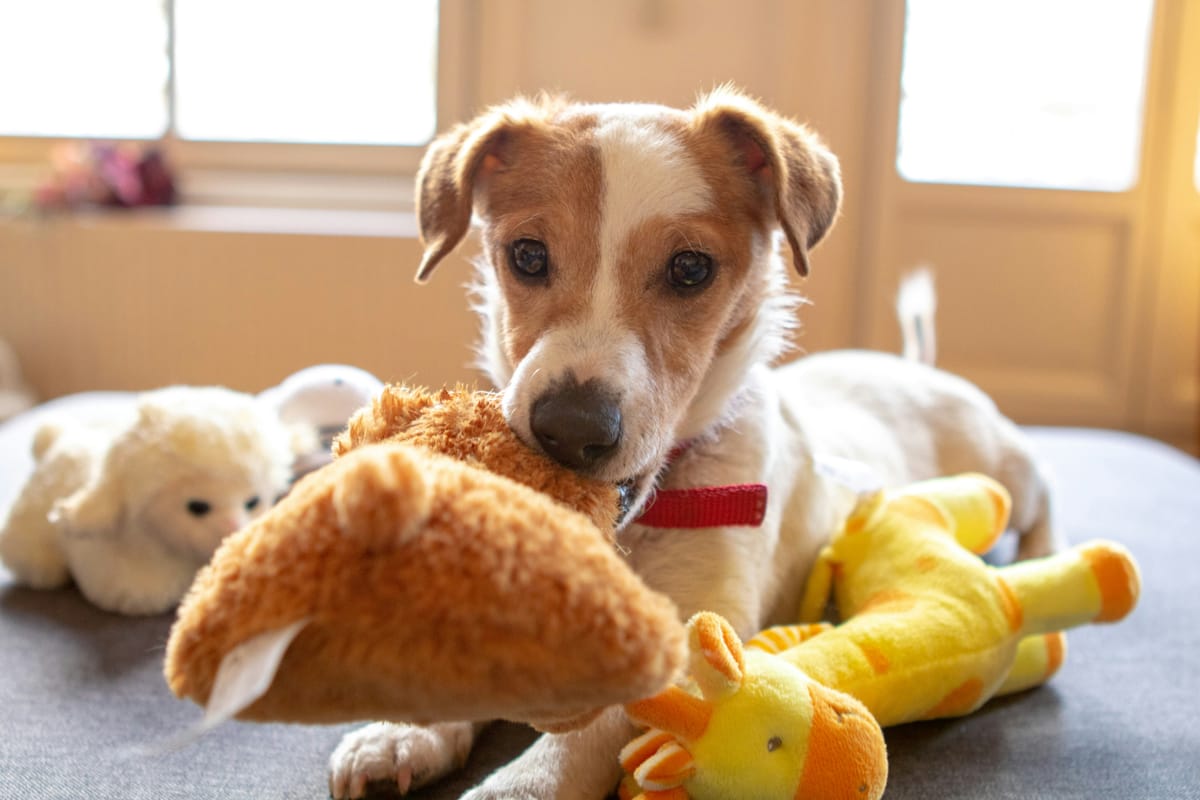 The Best Toys for Dogs (According to Rubi, My Toy-Tester-in-Chief)
