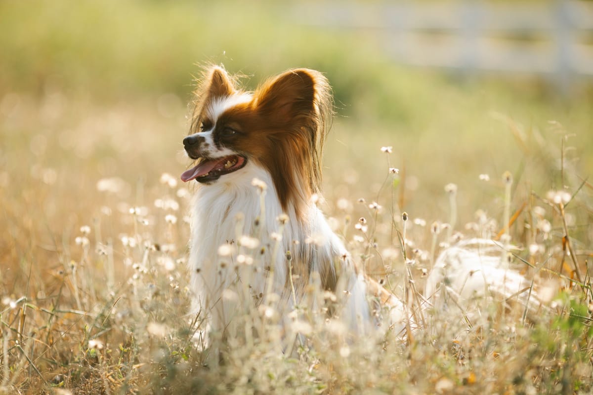 The Papillon: A Tiny Dog With Butterfly Ears and a Big Personality