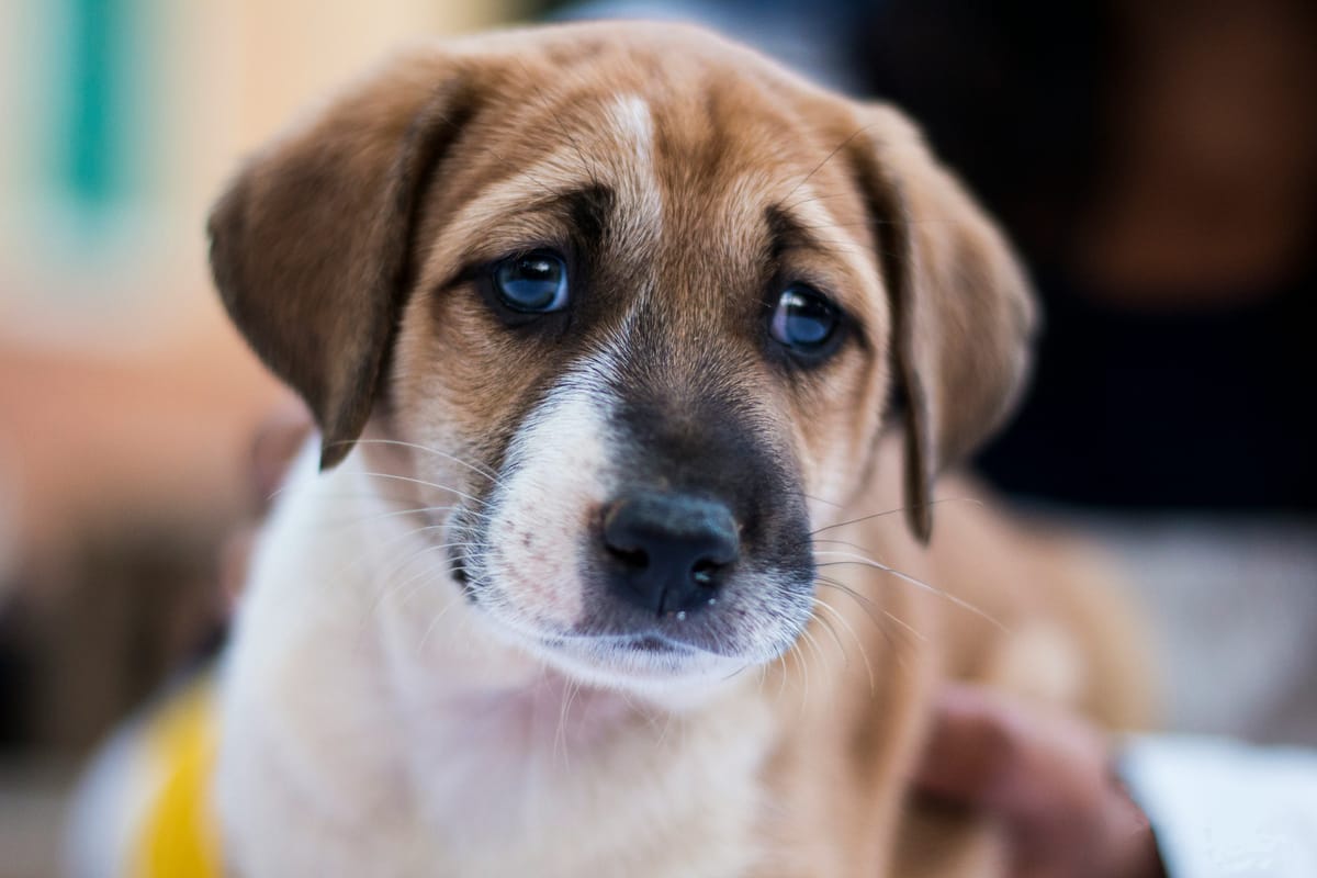 Can  a dog get mad at its owner? The truth about Canine Emotions