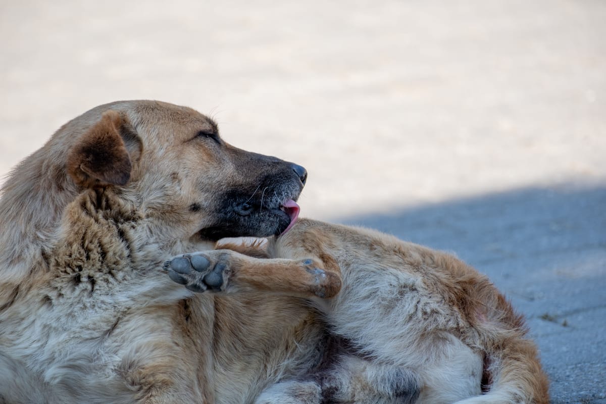 The Hidden Signals of Canine Health: What Your Dog's Habits Are Telling You