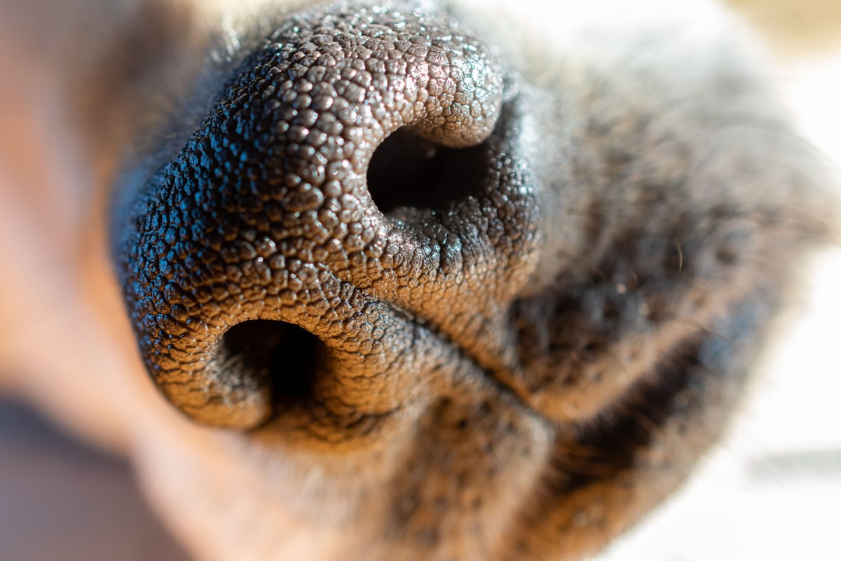 How Dogs Naturally Figure Things Out (And How You Can Help)