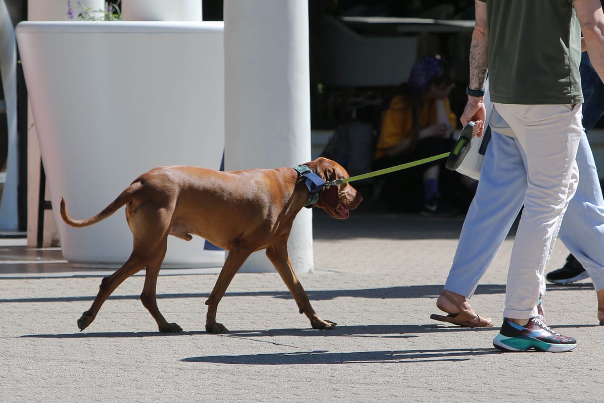 From Sofa to Street: How Environment Changes Dog Behaviour