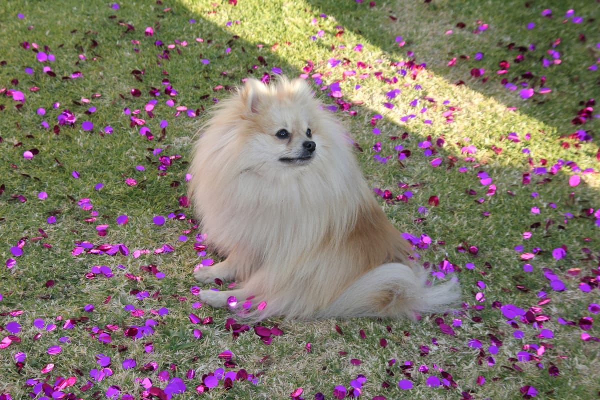 The Pomeranian Personality: What Is This Little Dog Really Like?
