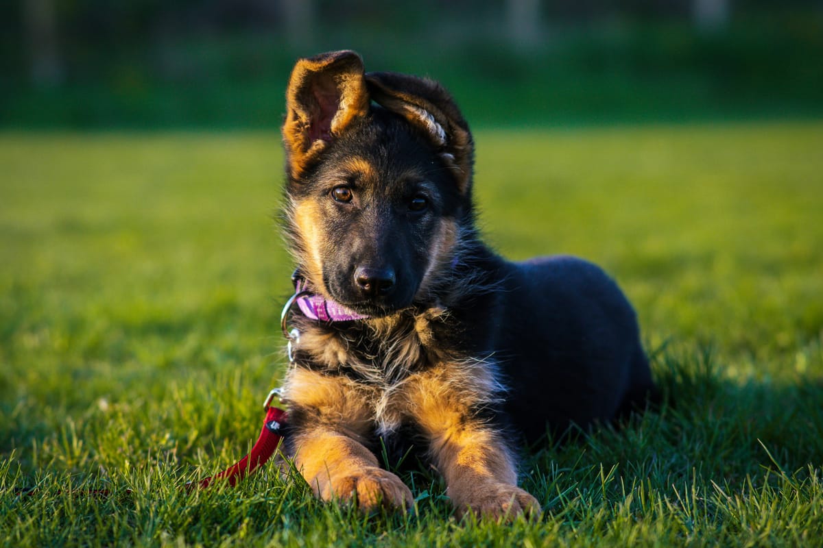 Why German Shepherds Remain One of the Most Popular Dog Breeds