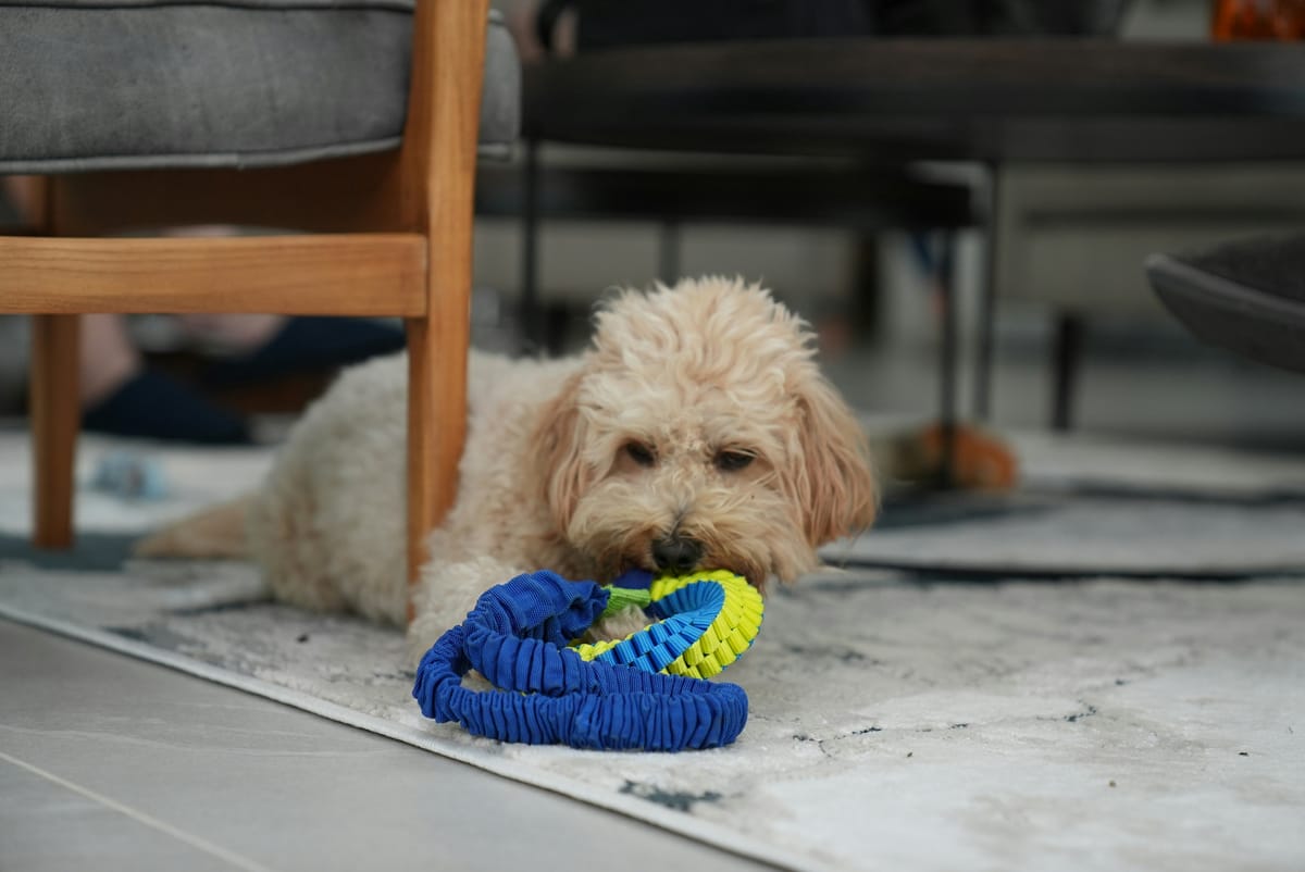 The Best Dog Toys to Keep Your Pup Happy and Busy