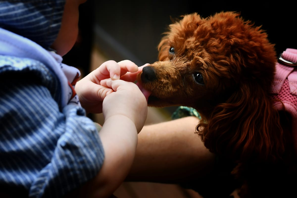 Why does your dog lick your hands? What it really means?
