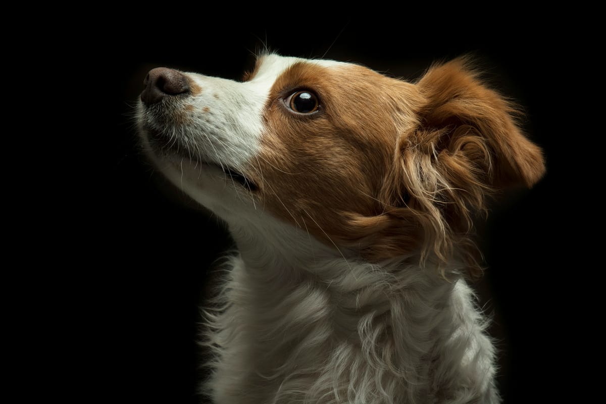 What's Happening in Your Dog's Brain When You Talk to Them?
