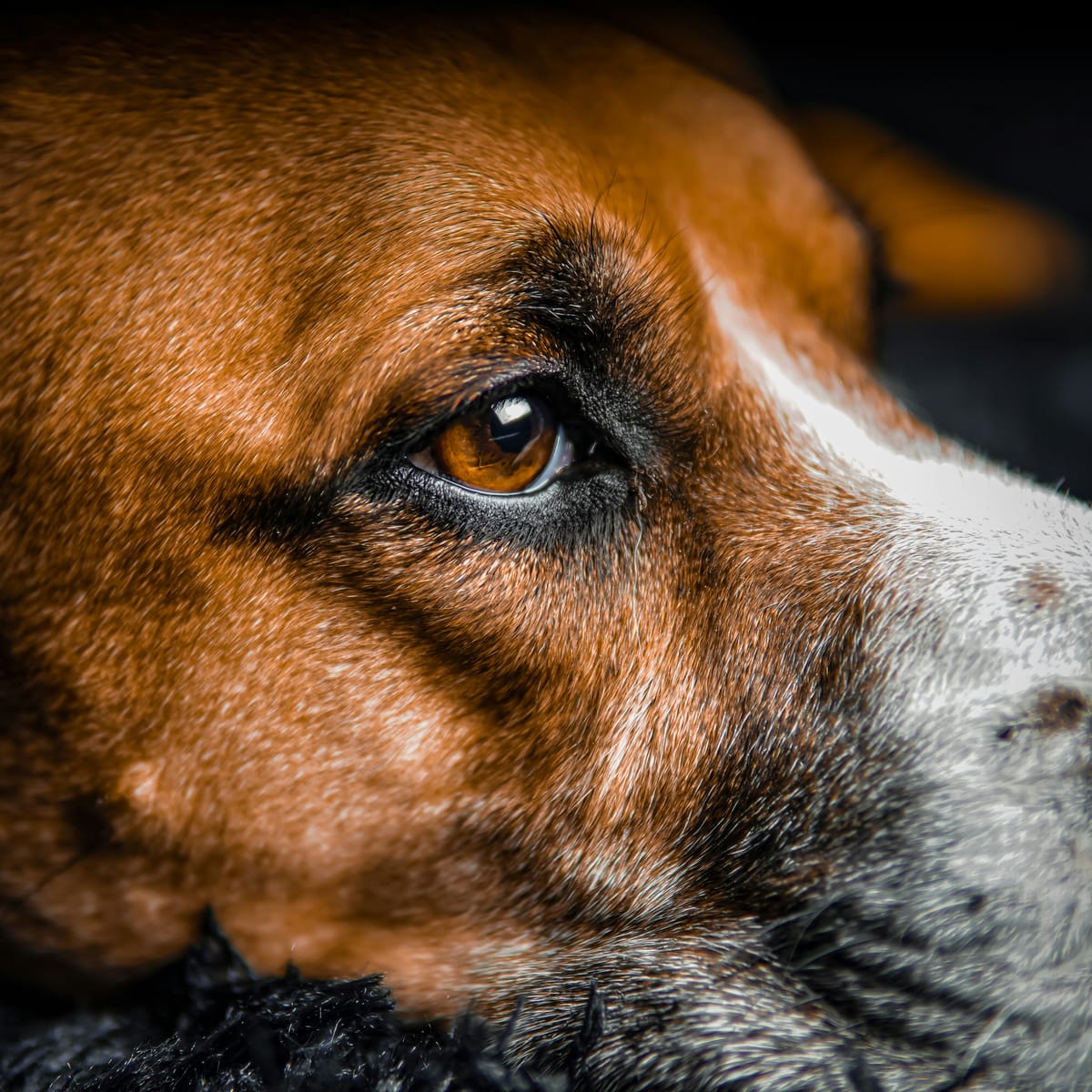 What Happens in Your Dog's Brain When You Talk to Them?