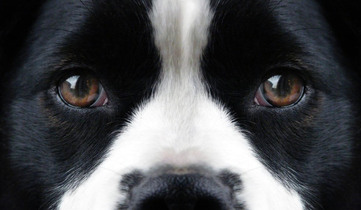 The Real Colours in a Dog's Eyes  It's Not Just Yellow