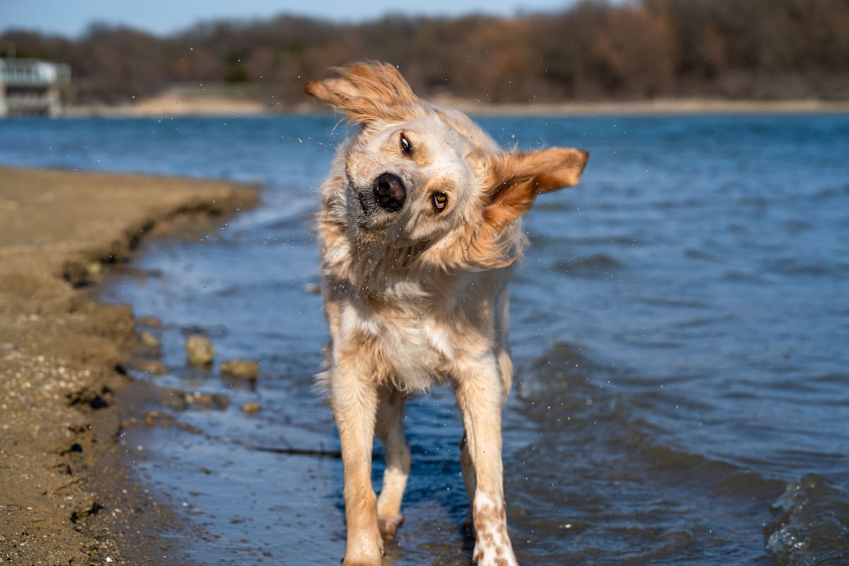 Why Your Dog's Goofy Look Tells You More Than You Think