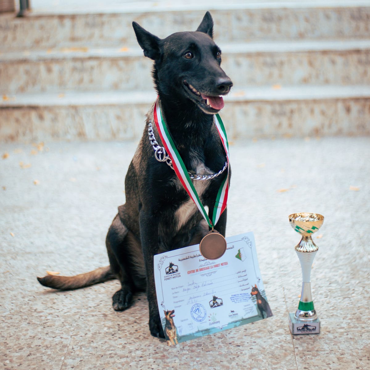 How Smart Are Dogs? Exploring Canine Intelligence, Abilities and Surprising Facts