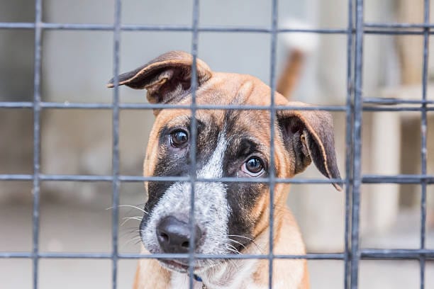 A Love Written in Rescue