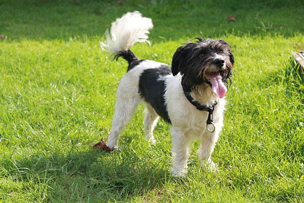 Decoding the dog's wag.
