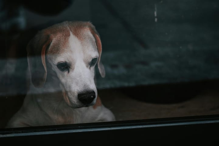 How dogs behave when they are left home alone at night.