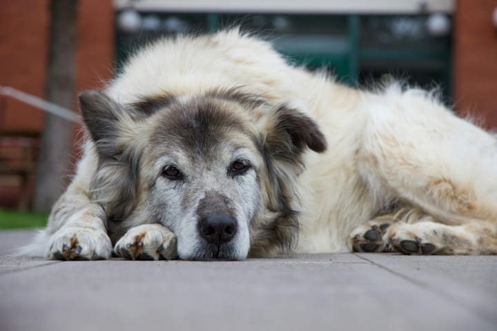 The dog older than 9 years old needs changes.