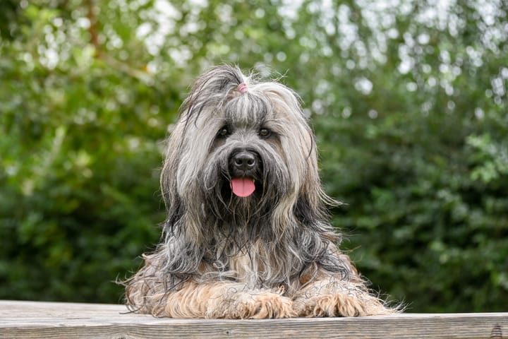 The Bergamasco: Italy's Extraordinary Herding Dog with a Coat Like No Other