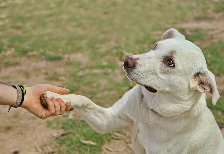 What My Cockapoo Taught Me About Dog Talents (It’s Not Just Tricks)