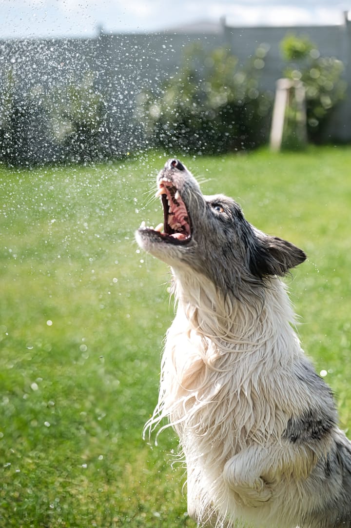 Preventing Heatstroke: How to Care for Your Dog in Summer