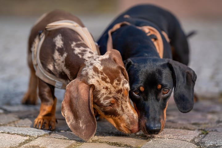 Dogs Can Smell Time? And Other Fascinating News From the Canine World