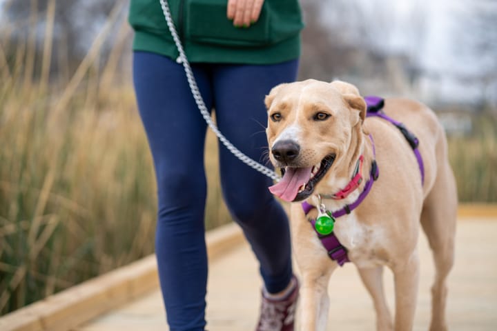 How Walking Your Dog Gives Your Heart a Helping Hand
