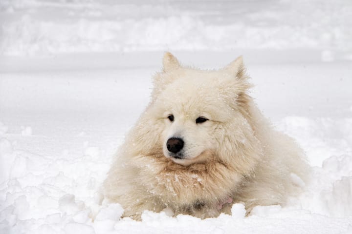DOG BREEDS THAT TRIEVE IN DIFFICULT WEATHER