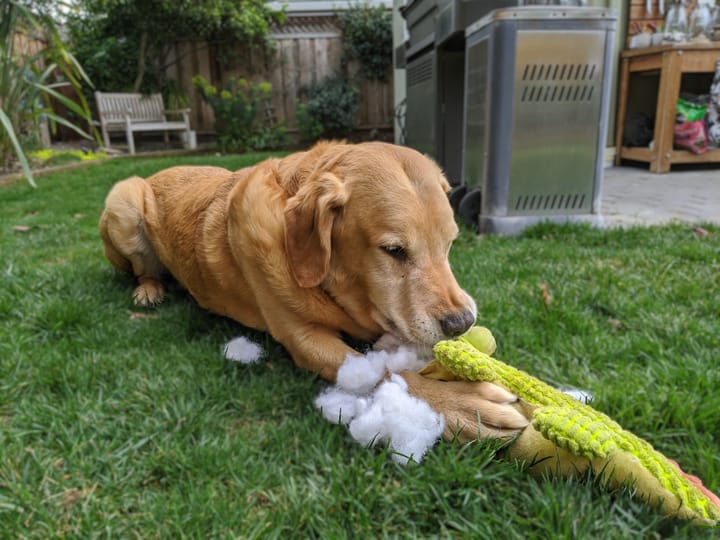When to Throw Away a Dog Toy Because It's Damaged