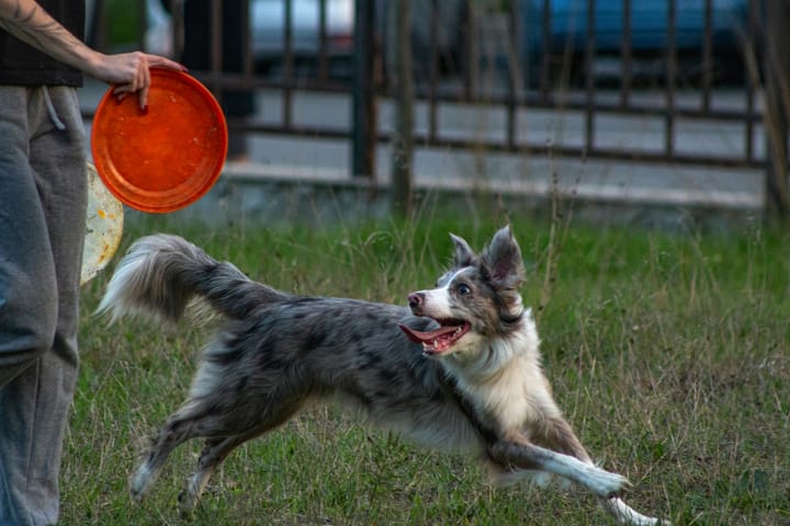 Why Play is a Secret Ingredient to a Strong Bond With Your Dog