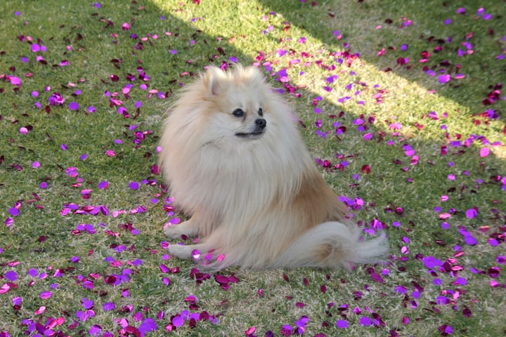 The Pomeranian Personality: What Is This Little Dog Really Like?