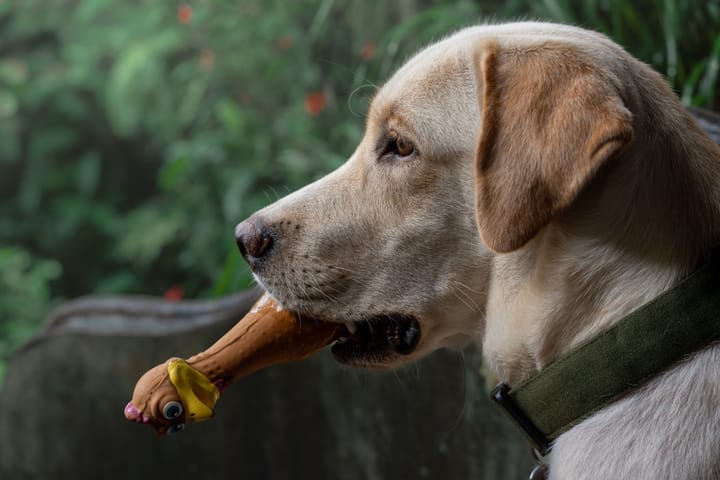Why Do Dogs Love Squeaky Toys? The Science Behind That Squeak