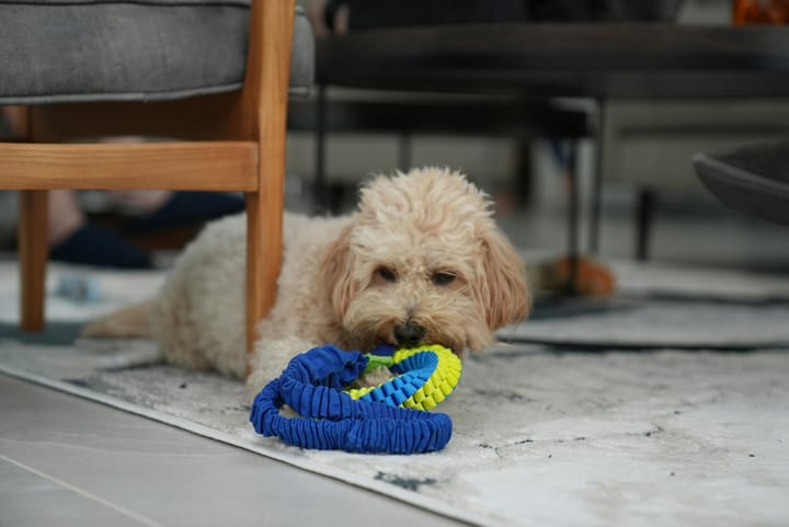 The Best Dog Toys to Keep Your Pup Happy and Busy