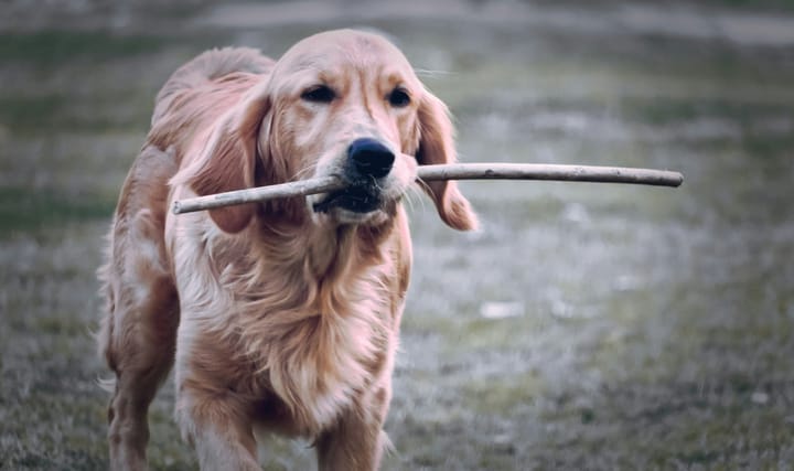 Expensive Dog Toys vs. A Simple Stick: What Rubi Taught Me