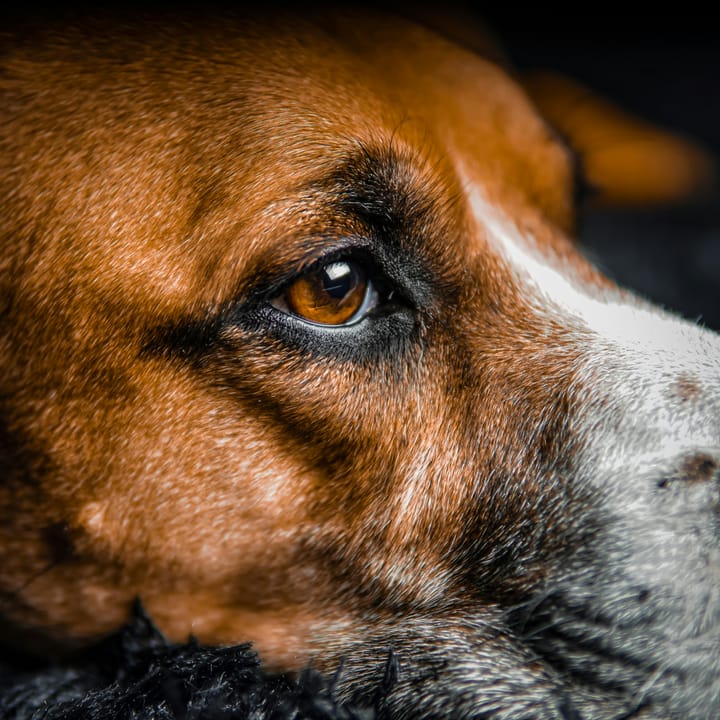 What Happens in Your Dog's Brain When You Talk to Them?