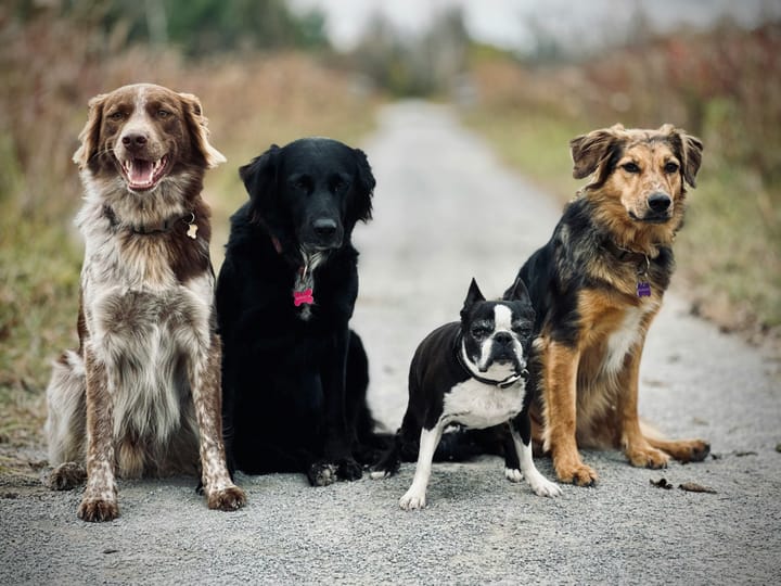 How Long Do Different Dog Breeds Really Live? Facts, Myths, and What Affects Their Lifespan
