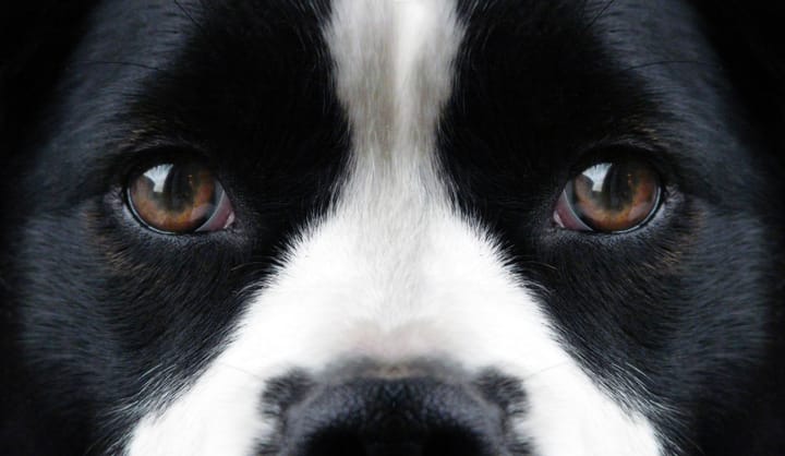The Real Colours in a Dog's Eyes  It's Not Just Yellow
