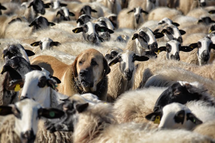 The Secret Shepherd of the Mountains: The Untold Revival of the Mare Mano Sheepdog